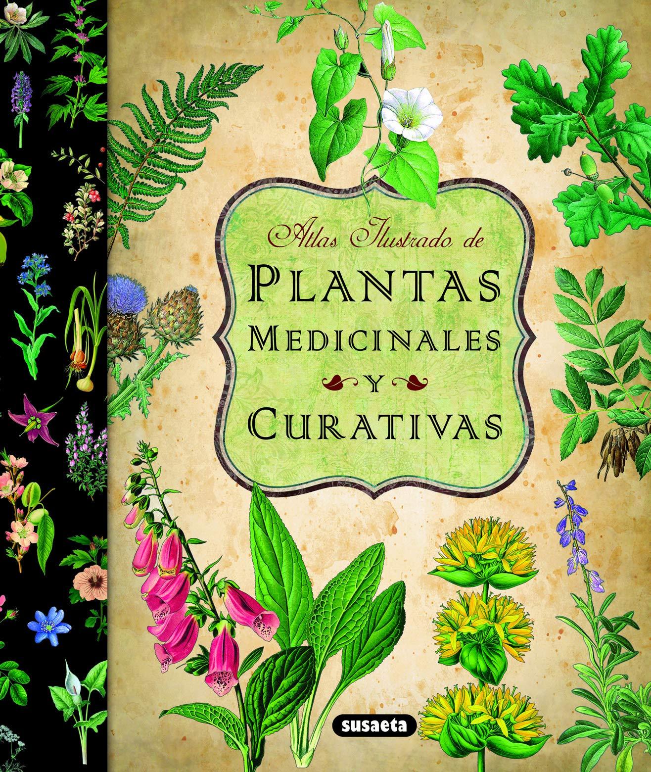 Plantas medicinales recomendadas para fortalecer articulaciones y músculos