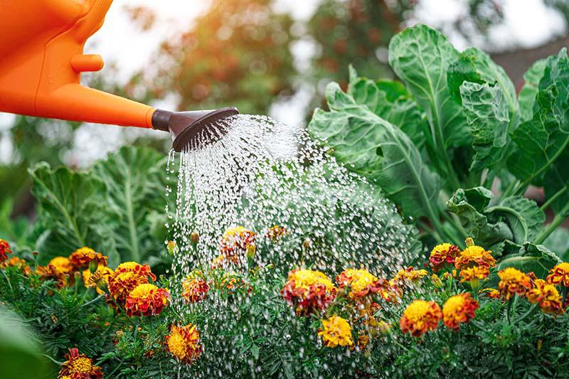 Estrategias de jardinería como terapia complementaria‍ en Sonríe a‍ la Vida