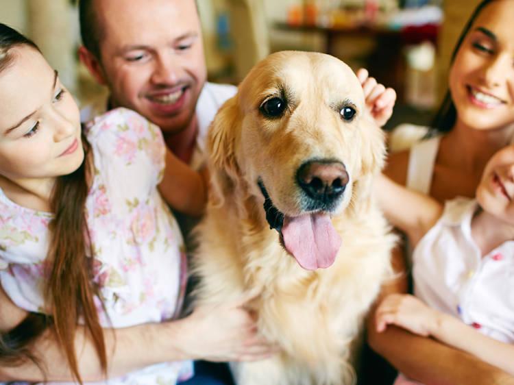 Recomendaciones para implementar la mascoterapia en ⁤centros geriátricos