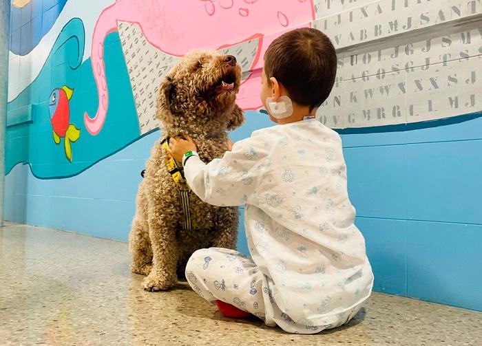 Beneficios físicos de la mascoterapia en personas mayores